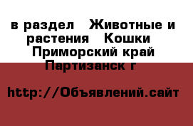  в раздел : Животные и растения » Кошки . Приморский край,Партизанск г.